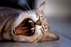 Wie du mit einem Kater den Arbeitstag im Büro überstehst
